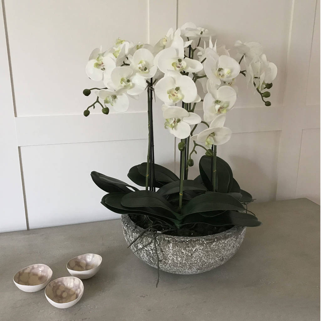 Orchid Phalaenopsis Plants In Stone Look Bowl By Cowshed Interiors ...