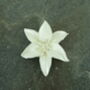 Lily White Flower Brooch, thumbnail 4 of 5