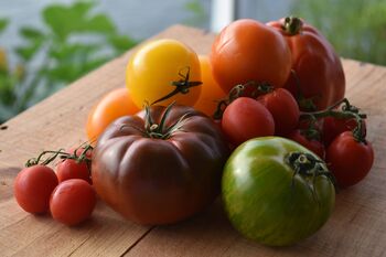 Grow Your Own Tomatoes Starter Kit, 4 of 4