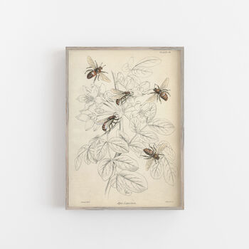 Gift For Bee Lovers Vintage Giclée Print, 2 of 5