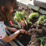 The Vibrant Veggies Box | Six Vegetables To Grow, thumbnail 1 of 7