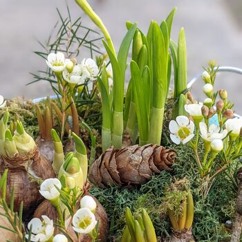 Spring Bulbs Zinc Planter Gift Wrapped X 11 Bulbs, 4 of 8