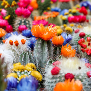 Gardening Gift For Her Him. Grow Your Own Cactus Plant, 3 of 6