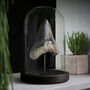 Megalodon Xl Tooth Bespoke Base Bell Jar Fossil Decor, thumbnail 1 of 5