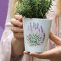 Lavender Plant Pot Gift, thumbnail 1 of 4