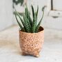Plant Your Own Aloe Mini House Plant Gift, thumbnail 4 of 7