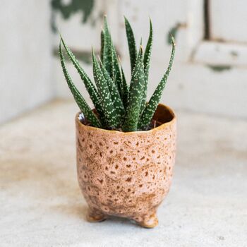 Plant Your Own Aloe Mini House Plant Gift, 4 of 7