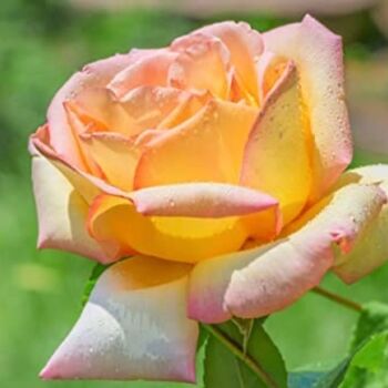 King Charles Iii Coronation Rose Hybrid Tea 'Peace', 2 of 6