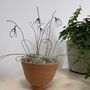 Wire Snowdrops In Handmade Egg Cup Shape Terracotta Pot, thumbnail 4 of 7
