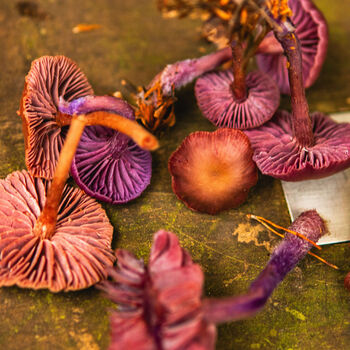 Foraging Experience Near Leeds, 5 of 7