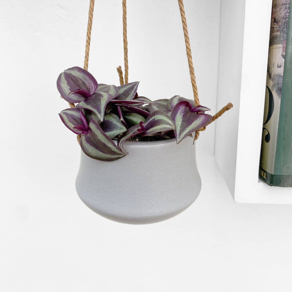 Purple Wandering Jew House Plant In 6cm Pot By Clouds Hill Succulents