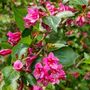 Perennial Weigela 'Victoria' One X Plant In 1 Litre Pot, thumbnail 6 of 8