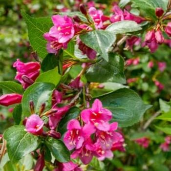 Perennial Weigela 'Victoria' One X Plant In 1 Litre Pot, 6 of 8