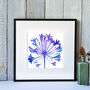 Agapanthus Number One, Fine Art Print, thumbnail 3 of 4