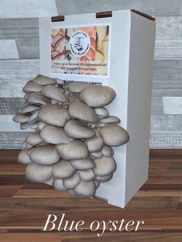 Ready To Grow Oyster Mushroom Growing Kit, 7 of 9