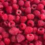 Raspberry Plants, 'Tulameen Pearl', thumbnail 4 of 4