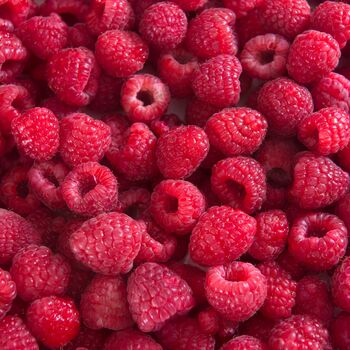 Raspberry Plants, 'Tulameen Pearl', 4 of 4