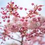 Japanese Cherry Kanzan Fruit Tree Two X 15 L Pots, thumbnail 1 of 5