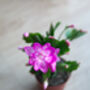 Christmas Cactus Purple Dancer Two X 13cm Pots, thumbnail 2 of 4