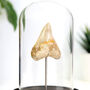 Megalodon Shark Tooth Real Authentic Dinosaur Fossil Bell Jar, thumbnail 2 of 5