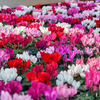 Cyclamen 'See Why' Four X Plant Pack, 4 of 5