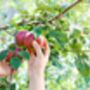 Apple Trees 'Sunset', thumbnail 7 of 12