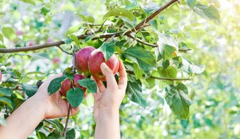 Apple Trees 'Sunset', 7 of 12