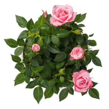 Miniature Rose ‘Blush Pink’ One In 10.5cm Pot, 2 of 5