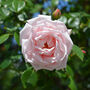 Climbing Rose 'New Dawn' Bare Rooted Plant, thumbnail 1 of 5