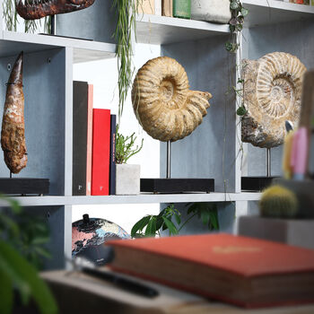 Extra Large Mantelliceras Ammonite Authentic Fossil Stand Natural History Home Decoration Gift, 2 of 5