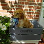 Personalised Crate For Dogs, thumbnail 2 of 4