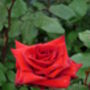 A Red Memorial Rose, Remembrance Rose For Christmas, thumbnail 2 of 2