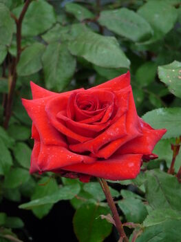 A Red Memorial Rose, Remembrance Rose For Christmas, 2 of 2