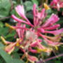Fragrant Honeysuckle, Plant Gift Idea, thumbnail 2 of 3