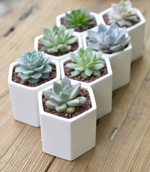Mini Hexagon Planter Plant Pot White Ceramic, 6 of 6