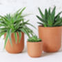 Terracotta Plant Pots Set Of Three U Curved, thumbnail 1 of 6