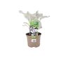 Senecio Angel Wings Plant In 2 L Pot – Silvery Foliage, thumbnail 4 of 7
