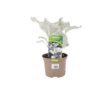Senecio Angel Wings Plant In 2 L Pot – Silvery Foliage, 4 of 7