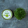 Grow Your Own Microgreens Teeny Greeny Micrology® Kit, thumbnail 4 of 10