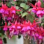 Garden Perennial Fuchsia One Litre Pot, thumbnail 3 of 5