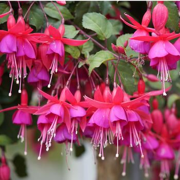 Garden Perennial Fuchsia One Litre Pot, 3 of 5
