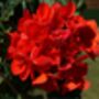 Flowers Geranium 'Deep Scarlet' 20 X Plant Pack, thumbnail 4 of 5