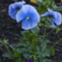 Pansy Delta 'All The Blues' Mix 20 X Full Plant Pack, thumbnail 4 of 4