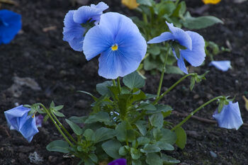 Pansy Delta 'All The Blues' Mix 20 X Full Plant Pack, 4 of 4