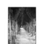 Treeline, Honfleur, France Photographic Art Print, thumbnail 5 of 12