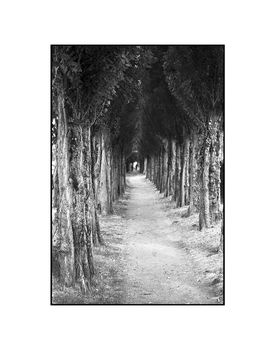 Treeline, Honfleur, France Photographic Art Print, 5 of 12