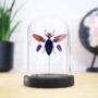 Red Speckled Jewel Beetle Insect Bug Entomology Taxidermy Bell Jar, thumbnail 1 of 3