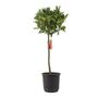 Bay Tree Standard – 90cm Tall In Decorative Pot, thumbnail 3 of 4