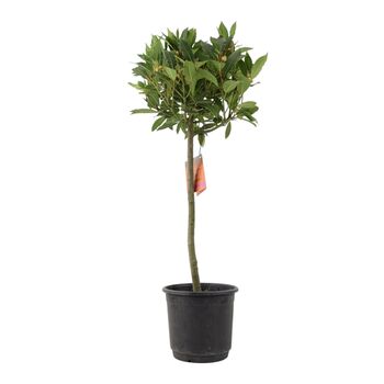 Bay Tree Standard – 90cm Tall In Decorative Pot, 3 of 4