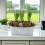 Fragrant Potted Hyacinth Trough – 3 Set, thumbnail 1 of 7